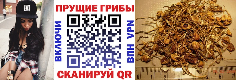 hydra сайт  Вытегра  Псилоцибиновые грибы Psilocybe 